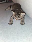 BKH mix kitten in 22149