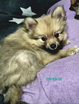 Zwergspitz Welpen suchen liebevolles zu Hause - Ronshausen