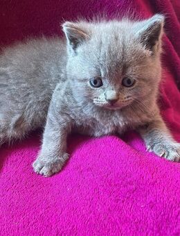 BKH Kitten - Duisburg