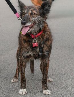 Süße -Brownie- sucht ihr Plätzchen - Altfraunhofen