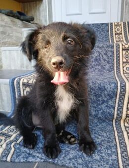 Die kleine💕Tilda💕 sucht ihre Menschen - Freilassing