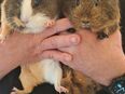 Meerschweinchenpaar abzugeben in 06198