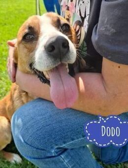 Dodo ein wahrer Schatz - Flörsheim-Dalsheim