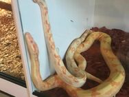 Boa Pärchen: 1.0 Boa Constrictor Albino (Kahl) Männchen und 0.1 Albino Sunglow Weibchen - Wittenförden