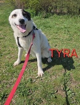 Liebevolle Tyra sucht Familie - Bissingen