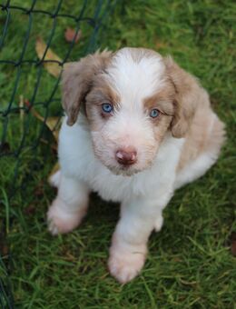 Wasserhund X Bordercollie apricot braun weiß Mixwelpen Allergikerhund Mischling - Mindelheim
