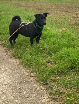 Sonnenschein SUSAN sucht ihr Zuhause - Schkeuditz