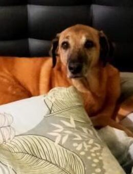 Opi Salim sucht sein Körbchen - Beckingen