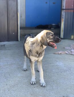 Poppy sucht ein eigenes Körbchen - Celle