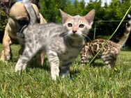 Reinrassige Bengal-Kitten - Leipzig