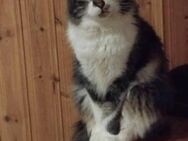 Lunar - der verträgliche Kuschelkater - Kirchheim (München)