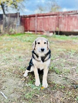 ✨Fröhliche Siri sucht dich✨ - Eislingen (Fils)