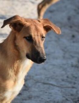 Bady toller Welpe sucht Sie Ho - Ludwigshafen (Rhein)