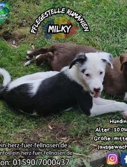 MILKY - sucht ihren -Way- ;-) - Waakirchen