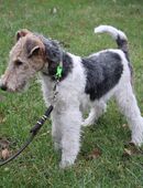 Drahthaar Foxterrier Rüde 4 Monate. in 31595