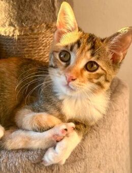 Fritzi & Greta verspielte Katzenkinder - Benediktbeuern