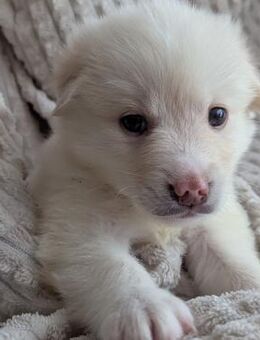 Percy - Weilmünster