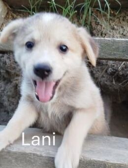 Lani - ein kleiner Sonnenschein - Idstein