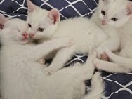 Abgabebereit! 3 reinweiße Türkisch Angora Mix Kitten - Castrop-Rauxel