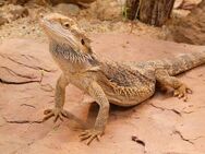 Suche Bartagame (Pogona Vitticeps) - Auggen