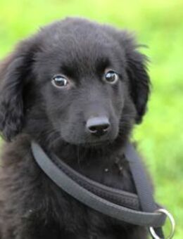 ELINOR -liebenswerte, freundliche Hündin - Kempen