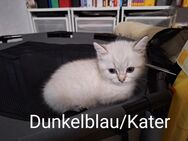 Süße kleine Bkh Kitten suchen Dich - Peenehagen