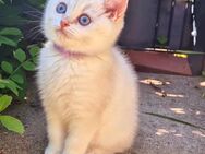 Ab sofort Britisch Kurzhaar Kitten abzugeben - Sinsheim