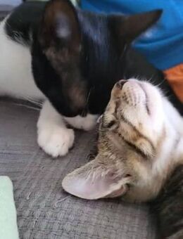 Steve & Poncio - Pärchen sucht Zuhause - Bad Camberg
