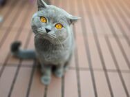 BKH KURZHAAR KATZE - Altena Zentrum
