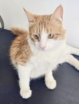 Hector - ein absoluter Darling - Kirchheim (München)