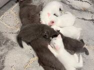 Bkh kitten - Stuttgart