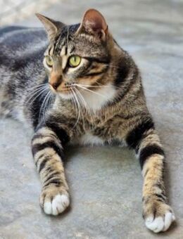 Menschenbezogener Kater Hopper - Karlsruhe