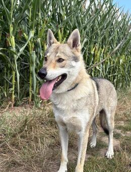 Noran ein junger Wolfshund - Burg Reesen