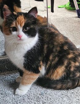 Katzenbabys, Kitten, Kätzchen, Katzenjunge abzugeben - Kröpelin