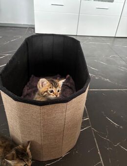 Süße baby Katzen - Stadtoldendorf