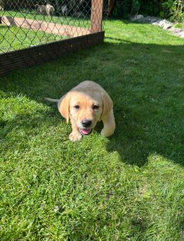 Labrador Welpen - Südbrookmerland