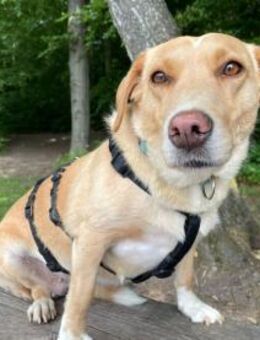 Labrador-Mix Enya sucht ihr Zuhause - Großefehn