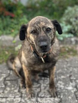 Buddy - Lorsch (Karolingerstadt)