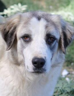 Piet, geb. ca. 11/2021, Griechenland - Markdorf