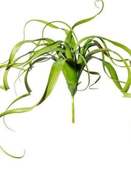Kunstranke Tillandsien-Hänger Farn, Creativ green, Höhe 30 cm
