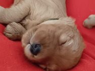 Süsse apricot Cavapoo Welpen - Wanfried Zentrum