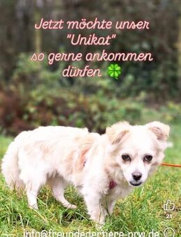 Püppi möchte dich kennenlernen.. - Paderborn