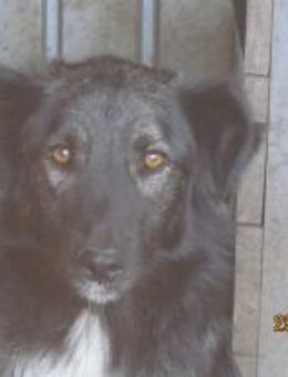 Carlson sitzt seit 2016 im Shelter 🐾 - Elsdorf (Nordrhein-Westfalen)