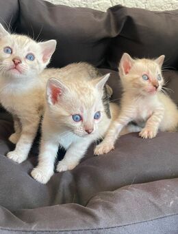 Süße Bengal Kitten Snow Mink, Silver Rosette, Brown Black Spotted - Werther (Westfalen)