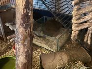 Sehr liebe Degus männlich - Villingen-Schwenningen