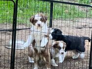 Reinrassige Australian Shepherd Welpen - Barum (Landkreis Lüneburg)