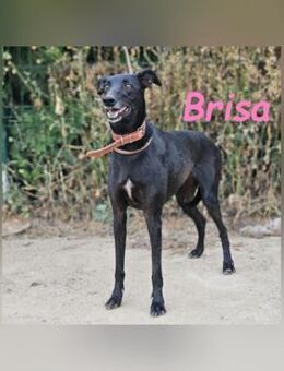 Brisa sucht ihre Chance 05/19 ESP - Ruppertsecken