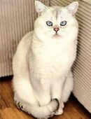 Deckkater Stammbaum blauen Augen BKH Farbe seal-silver-shaded-point ns 11-33 in 76532