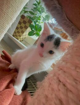 Babykatzen dürfen ausziehen :) - Barby (Elbe) Groß Rosenburg