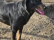 Hübsche Tina wünscht sich eine Familie - Leonberg (Baden-Württemberg)